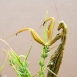 INV-007-0001 Mantis religiosa