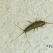 INV-007-0002 Tisanuro - Thermobia domestica