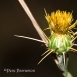 FLO-001-0026 Centaurea calcitrapa