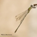 INV-009-0002 - Lestes sponsa - Espiadimonis