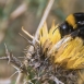 INV-003-0005 Bombus lucorum L