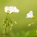 FLO-001-0002 Acederilla, aleluya - Oxalis acetosella L.