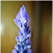 FLO-001-0038 Lavanda 2011