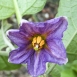 FLO-001-0005 Solanum melongena