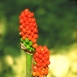 FLO-001-0011 - Aro - Arum maculatum