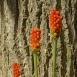 FLO-001-0010 Arum maculatum