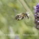 Anthophora pilipes macho