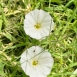 FLO-001-0009 Convolvulus arvensis