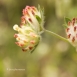 FLO-001-0017 Anthyllis vulneraria L