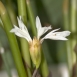 FLO-001-0018 - Calathea ornata -  flo 1888