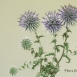 FLO-001-0020 - Panical blau - Echinops ritro L-