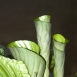 FLO-001-0021 - Calathea ornata - Sanderiana -