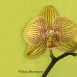 FLO-001-0022 - Orqudea