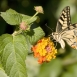 INV-018-0003 Papellona - Papilio machaon L