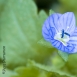 FLO-001-0023 - Veronica hervenses