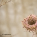 FLO-001-0025 Daucus carota